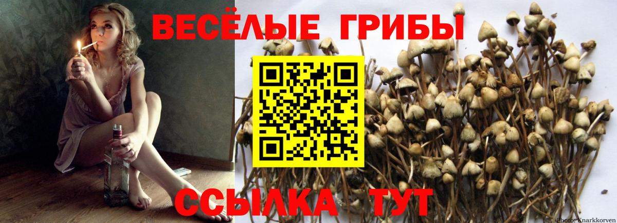 Донской  Галлюциногенные грибы мицелий  дарнет шоп  Псилоцибиновые грибы Psilocybine cubensis  Вход с VPN 